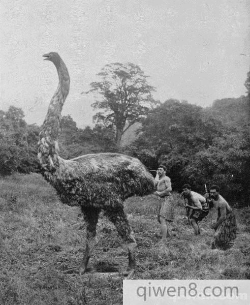 世界上最大的鸟恐鸟