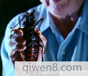 泰坦甲虫交配后能活多久 真实泰坦甲虫图片资料介绍