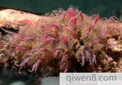 食骨蠕虫会吃人吗 深海食骨蠕虫图片及资料介绍