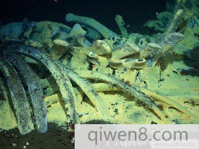 食骨蠕虫会吃人吗 深海食骨蠕虫图片及资料介绍
