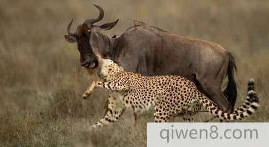 东非猎豹艰辛捕杀牛羚却被鬣狗偷食战果
