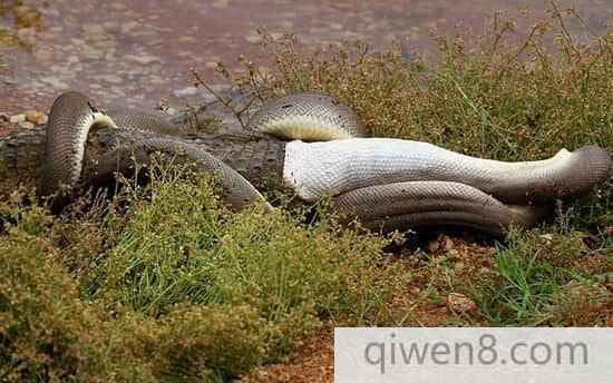 巨蟒绞杀2米长鳄鱼艰难吞下：身体撑变形