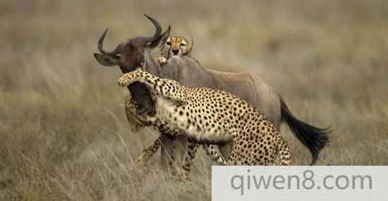 东非猎豹艰辛捕杀牛羚却被鬣狗偷食战果