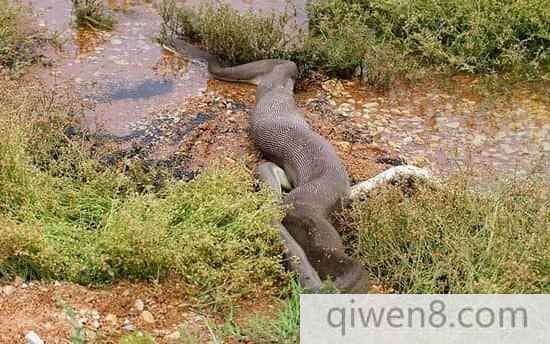 巨蟒绞杀2米长鳄鱼艰难吞下：身体撑变形