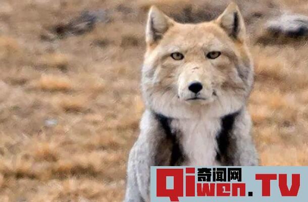藏狐是种什么样的动物 为什么说藏狐精神污染