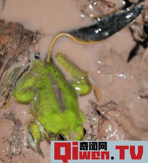 世界上蝌蚪最大的蛙类 不合理蛙 蝌蚪25厘米 成体7厘米
