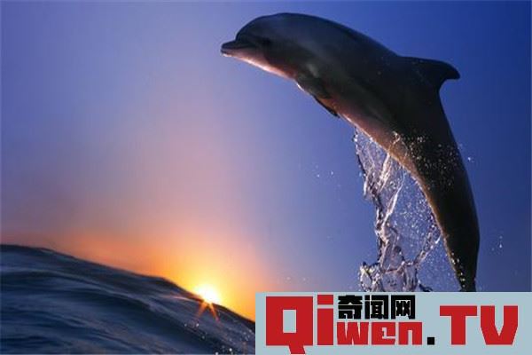 世界上性欲最强的动物是什么 海豚性欲为什么那么强