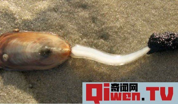 世界上现存最古老的生物舌形贝