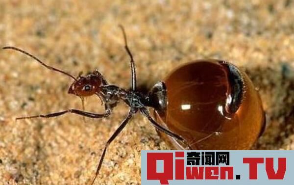 世界上最好吃的蚂蚁 沙漠蜜蚁（拧掉头部可以直接吃）