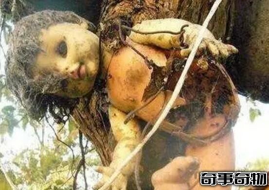 墨西哥娃娃岛太诡异了 鬼娃娃被肢解吊在树上 毛骨悚然
