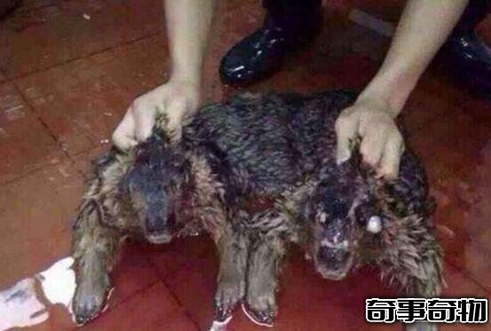 广东水库抓到一只女鬼 其实只是一只脱发的马来熊
