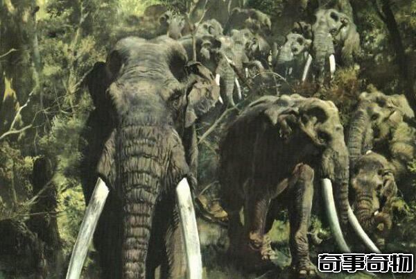 世界上最大的大象 古棱齿象（体长4米 1万年前灭绝）
