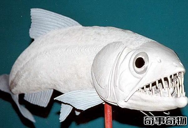 白垩纪的海洋掠食者 矛齿鱼（身长1.5米以鲨鱼为食）