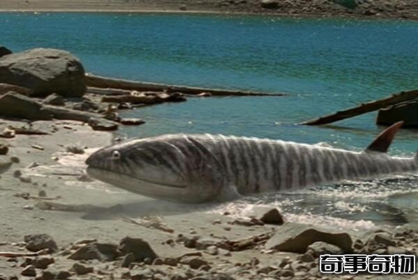 泥盆纪最凶猛的生物 含肺鱼（长4米重2吨 可以单挑邓氏鱼）