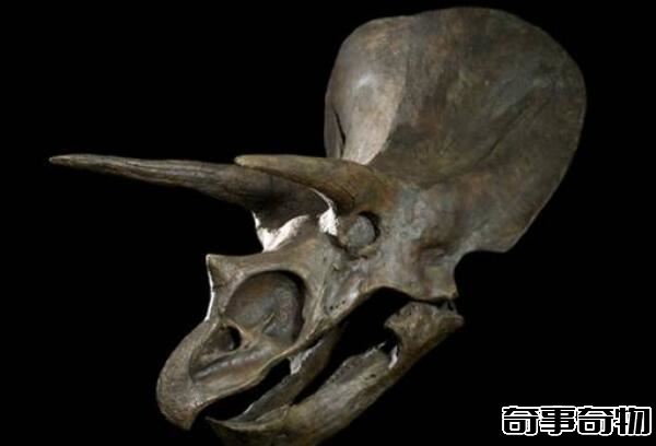 三角龙头骨有多硬 角能轻易刺穿霸王龙（头骨占身体1 3）