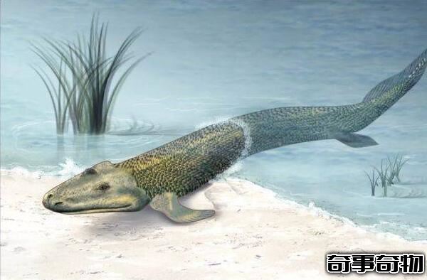 鱼到人的进化图片 鱼-提塔利克鱼-两栖动物-人（跨越亿年）