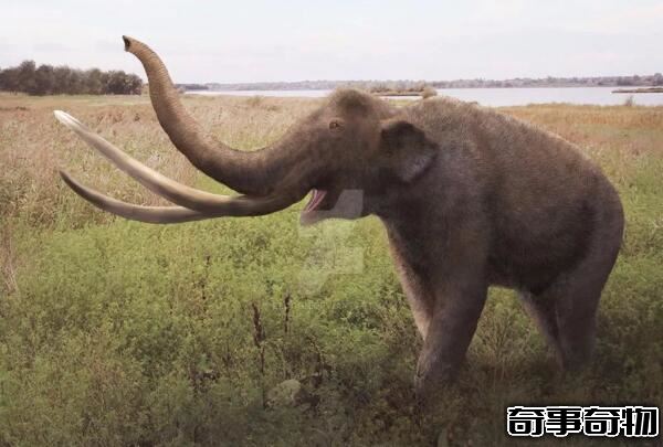 世界上最大的大象 古棱齿象（体长4米 1万年前灭绝）