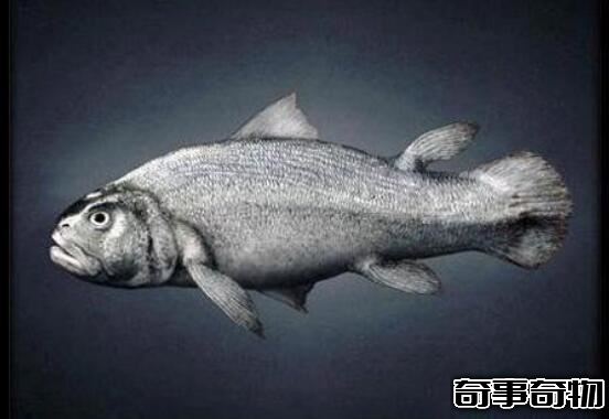 鱼到人的进化图片 鱼-提塔利克鱼-两栖动物-人（跨越亿年）