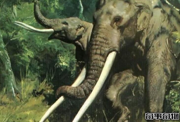 大象的祖先剑棱齿象 出现于1000多万年前（牙长达3-4米）