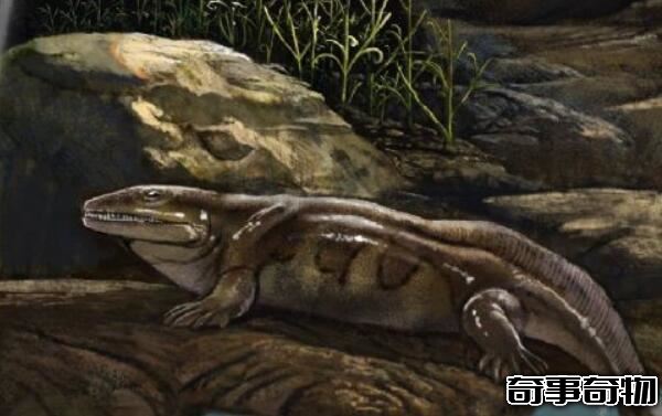 地球上最早的两栖类动物 鱼石螈（使人类可以呼吸氧气）
