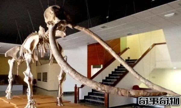 大象的祖先剑棱齿象 出现于1000多万年前（牙长达3-4米）