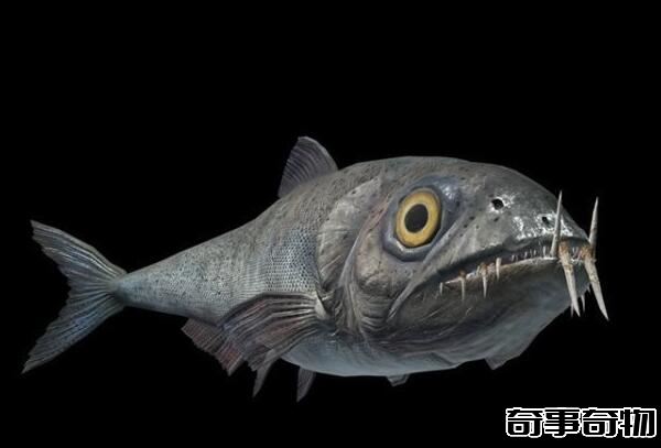 白垩纪的海洋掠食者 矛齿鱼（身长1.5米以鲨鱼为食）
