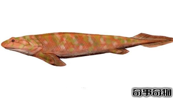 潘氏鱼是人类的祖先 海陆动物的过渡物种（3.8亿年的鱼）