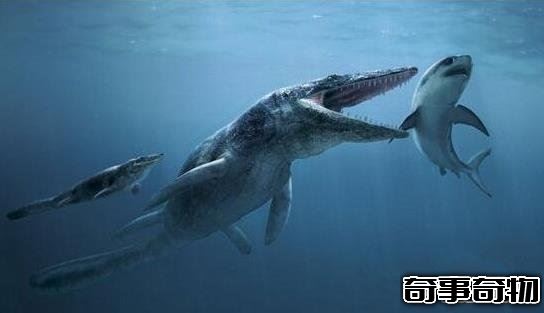 史前第一可怕巨兽 龙王鲸vs巨齿鲨谁才是最厉害的