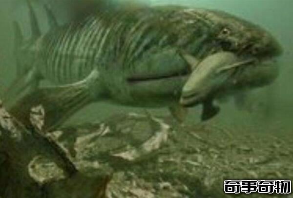 鲨鱼的祖先恐鱼 5亿年前的海洋霸主（体长8-11米）