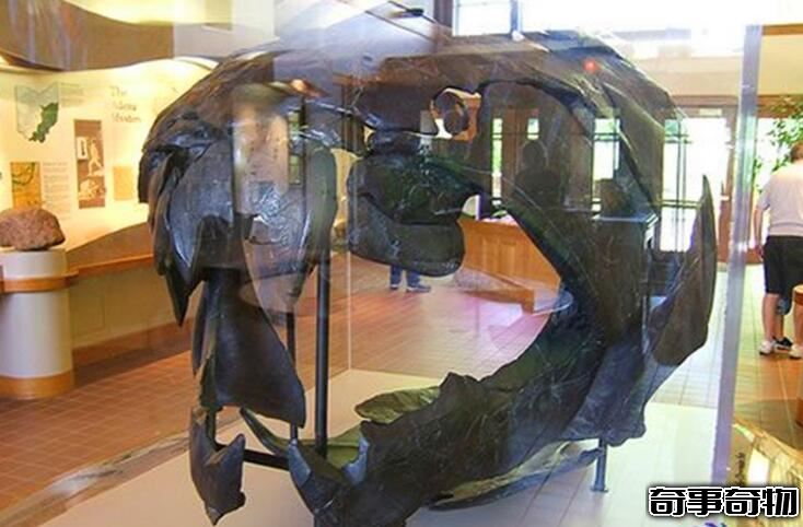 鲨鱼的祖先恐鱼 5亿年前的海洋霸主（体长8-11米）