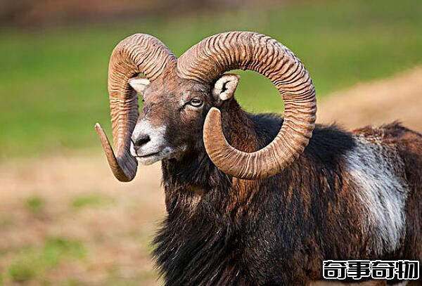 野生羊的祖先 欧洲盘羊（被人类驯养几千年 与狼祖先是亲戚）
