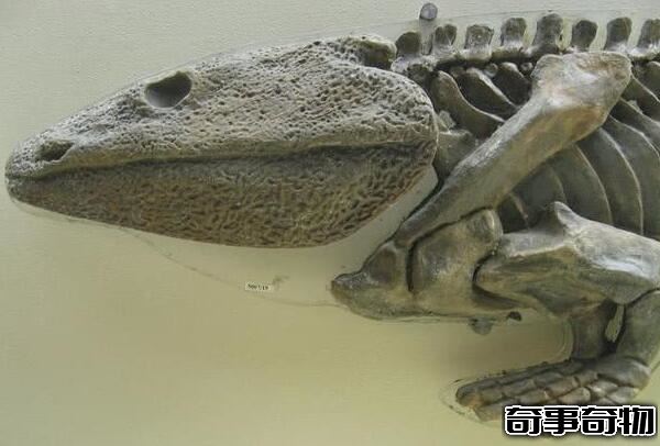 地球上最早的两栖类动物 鱼石螈（使人类可以呼吸氧气）
