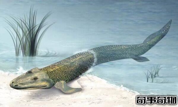 提塔利克鱼是人类祖先 鱼类及两栖类间的物种（已灭绝）