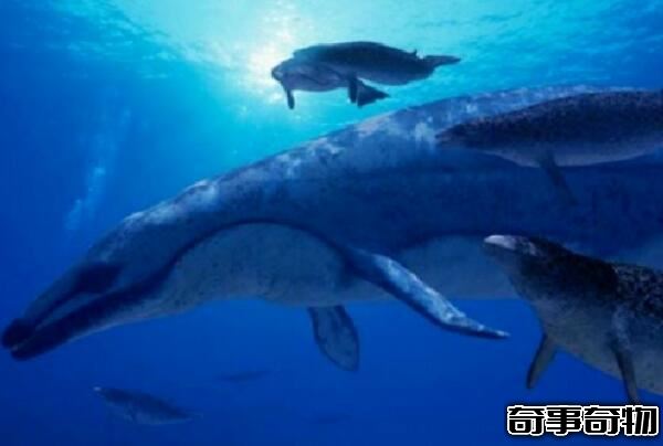 鲸的始祖 始祖鲸 没有呼吸孔（体长可达21米）